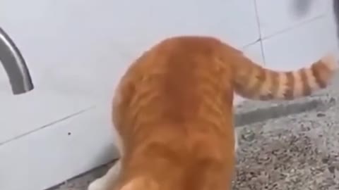 Funny Cats Compilations #1