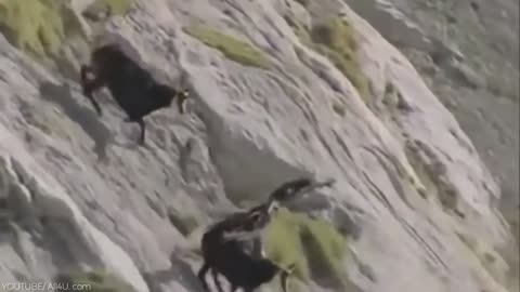 The most amazing eagles attacked ever seen