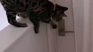 Clever Cat Figures Out How To Open Door