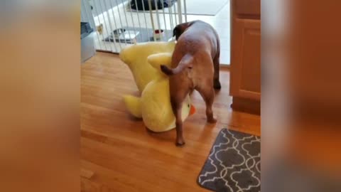 Doggy and Giant Stuffy