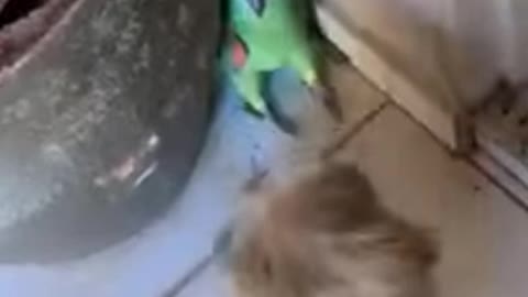 Parrot scared of the dog