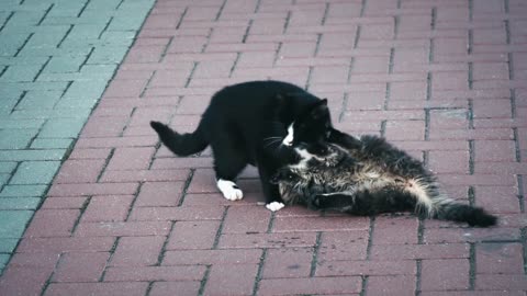 Funny and cute cats play in the street