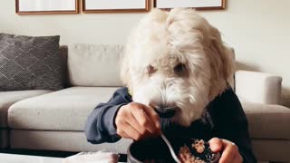 Hungry pup with human arms enjoys tasty snack