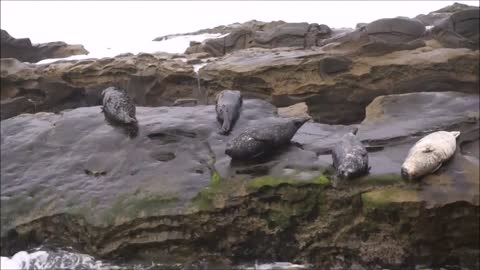 Funny: Seals Hanging on for Dear Life
