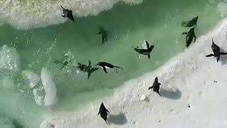 Penguin waterpark