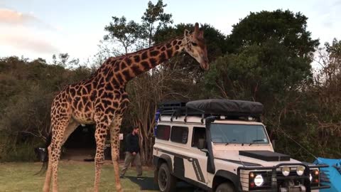 Friendly oversized giraffe surprised campers