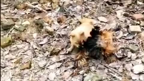 Chicken VS Dog Fight - Funny Dog Fight Videos4