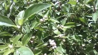 Butterfly walks among the leaves and plants during the afternoon sun [Nature & Animals]