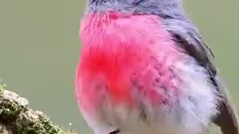 The singing of beautiful birds.