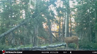Doe and Fawn caught in trail camera in Utah.