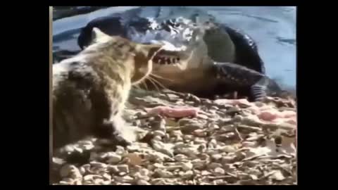 Cat vs Crocodile!