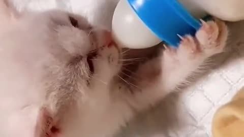 Cute Hungry Baby Kitten