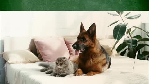 Dog and cat posing for camera