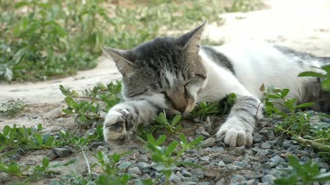 sleeping cat❤