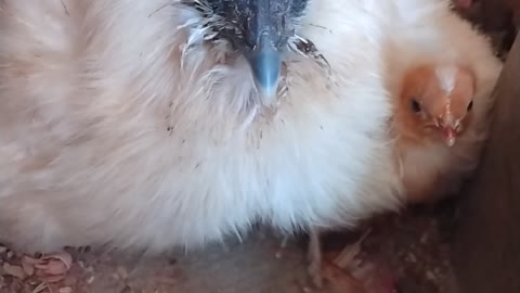 Silkie Hen And Baby Chick