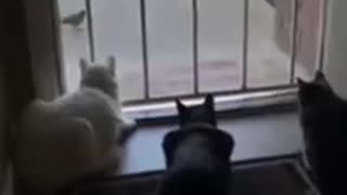 Dog scares unsuspecting cats ( smile )