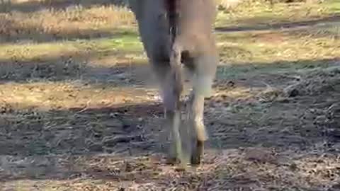 Funny Donkey Goes Nuts After Getting a Ball For Christmas