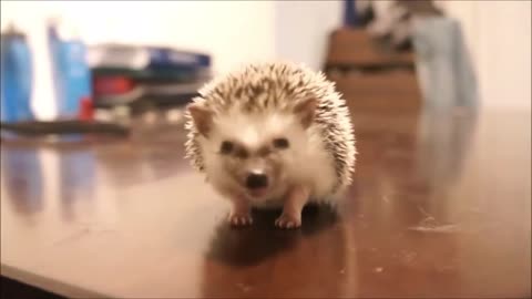 💘 Cute Little Hedgehogs Compilation 🥰🥰