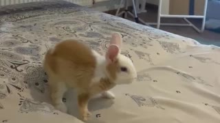 Energetic Bunny Has Bedtime Zoomies
