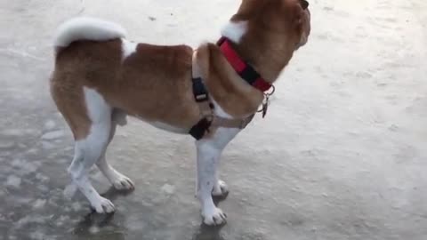 Shar pei puppy tries zoomies on ice