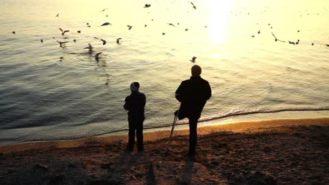 Father and son feeding seagulls on the shore of a lake - With beautiful music