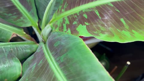 Banana plant growth