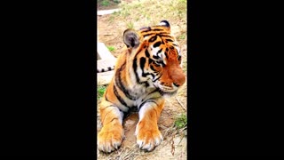 A cute baby tiger