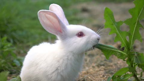 ADORABLE BABY WHITE RABBIT DISCOVERS SECRET TO HILARIOUSLY CHARMING GREEN GRASS FEAST! 🐇😂