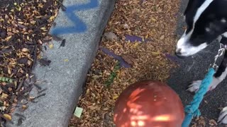 Dog playing with basketball