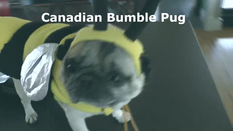 Rare footage released of 'Canadian Bumble Pug'