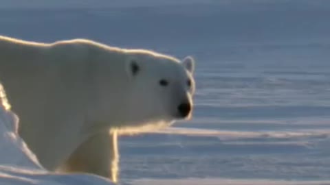 Beautiful white Bear in the ice enjoying