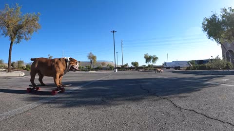 Skateboarding Bulldog Living His Best Life