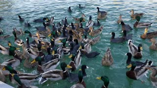 feeding the ducks havasu