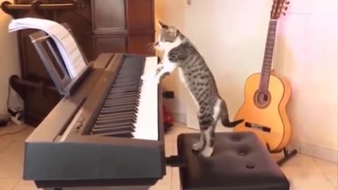 Cat plays Still D.R.E.