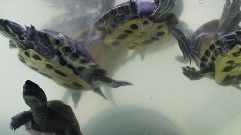 Little turtles in the aquarium