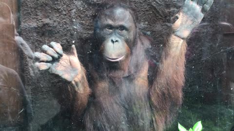Startled Orangutang Slips Over