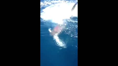 🦈 SHARK ATTACK! 🦈 Fisherman Loses His Fish 🎣 😮