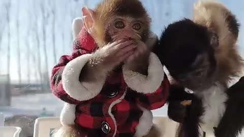 Two cute little monkeys are eating delicious food