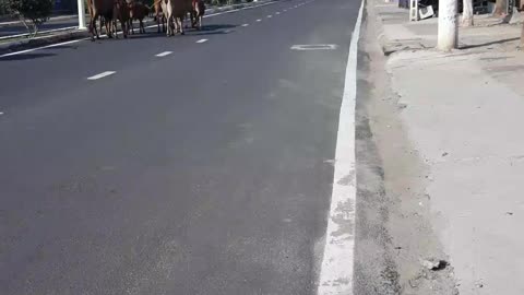 Cow family walking around on street looking for food