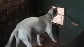 Staffy's Stuck in a Sticky Situation