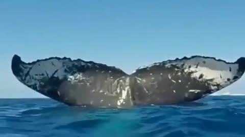 How does a whale sleep in the sea
