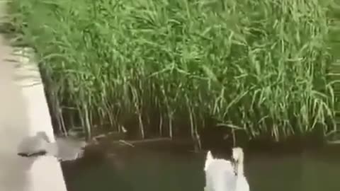 baby duck swimming for the first time