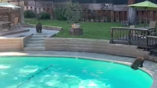 A Bear Takes a Dip in the Pool