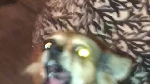 Girl screams and howls brown dog on couch also howls