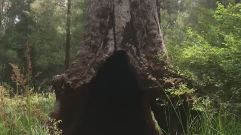 Tree bottom