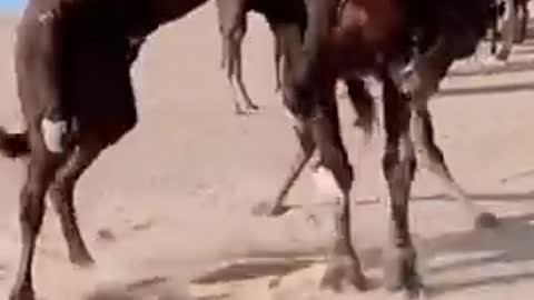 Camel vs camel