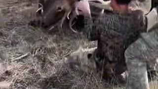 Releasing two deer