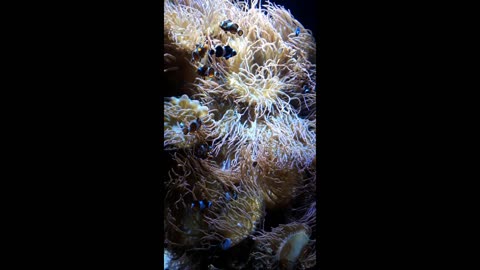 Clownfish and Sea Anemone