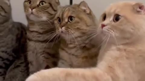 Cats Handshake 😄😂 | funny cats