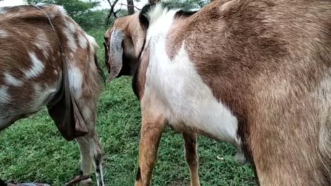 New animals goat metting super goat WOOW